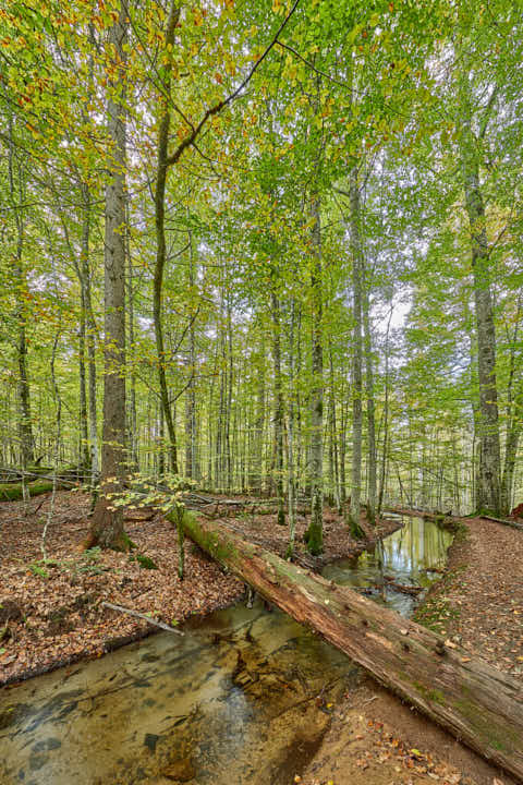 Gemeinde Bayerisch_Eisenstein Landkreis Regen Hans-Watzlik-Hain Kanal (Dirschl Johann) Deutschland REG